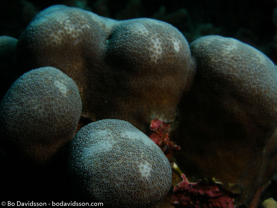 BD-070331-Similan-3310896-Porites-sp.-Link.-1807-[Hump-coral].jpg